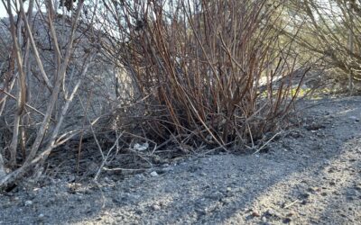 Elämää kaikilla aisteilla