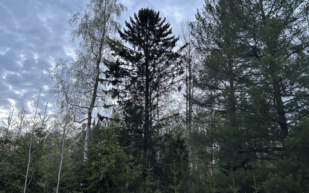 Luonto rakentaa iloa